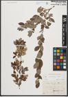 Foto von Salix starkeana Willd.
